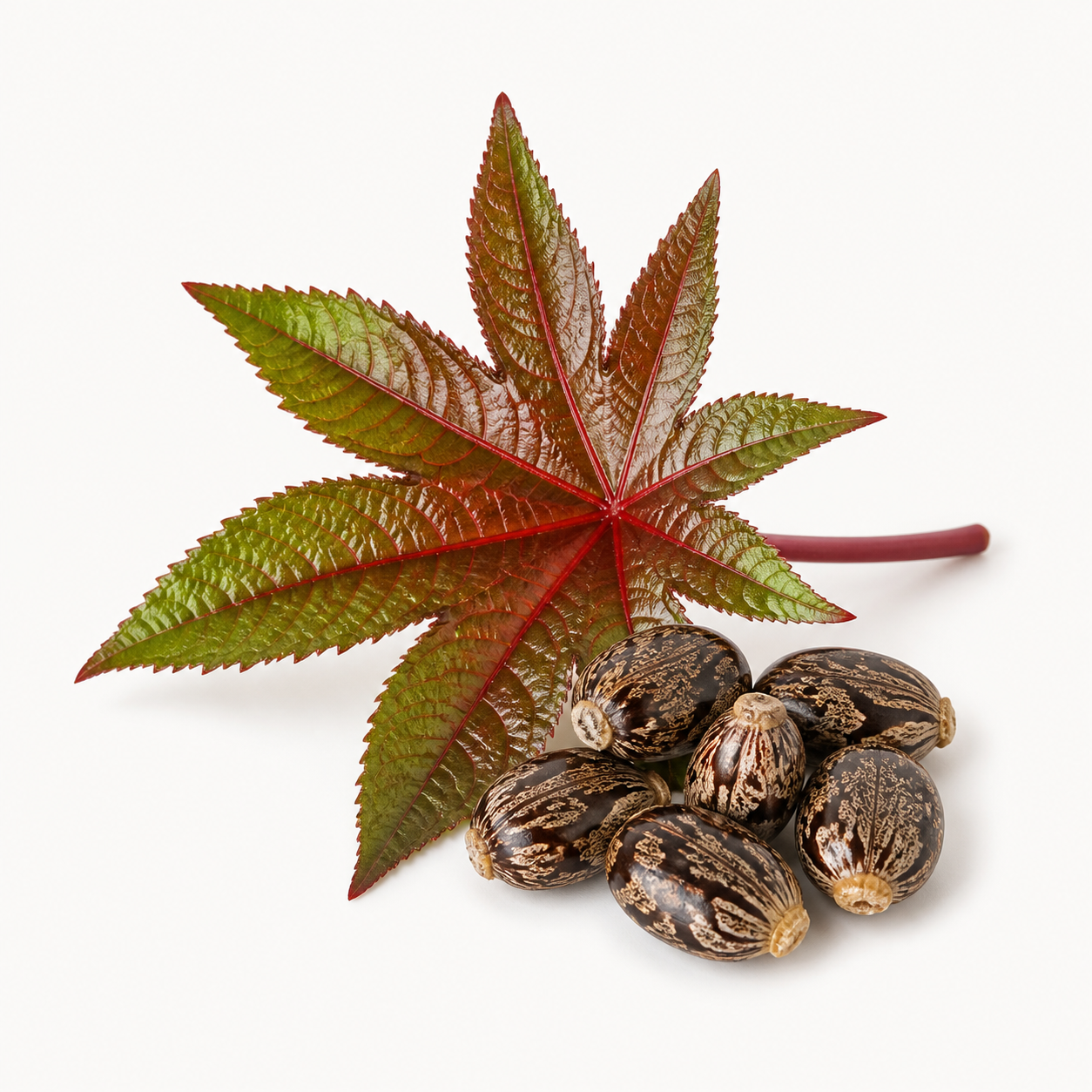 Castor Oil ingredient illustration