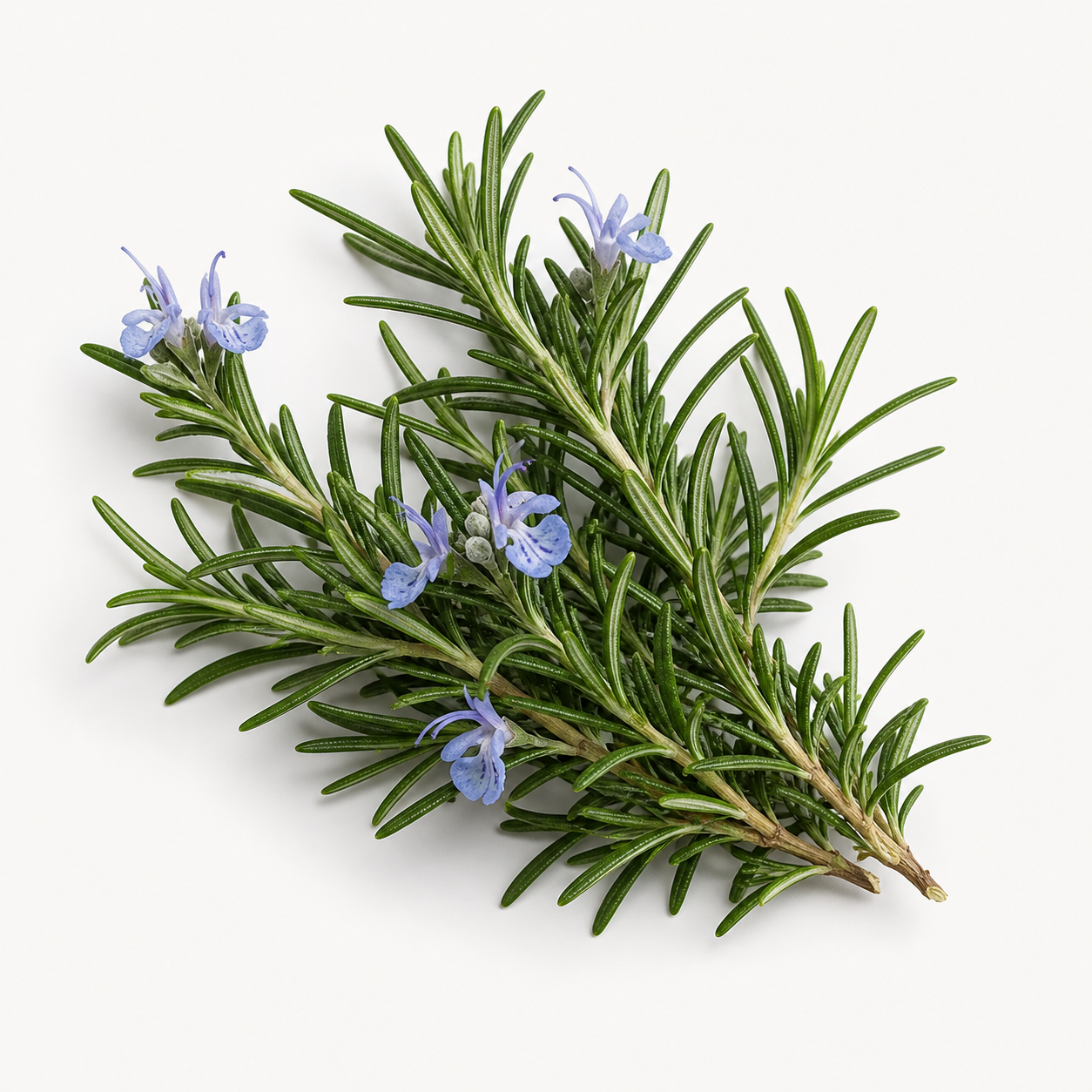 Rosemary Oil ingredient illustration