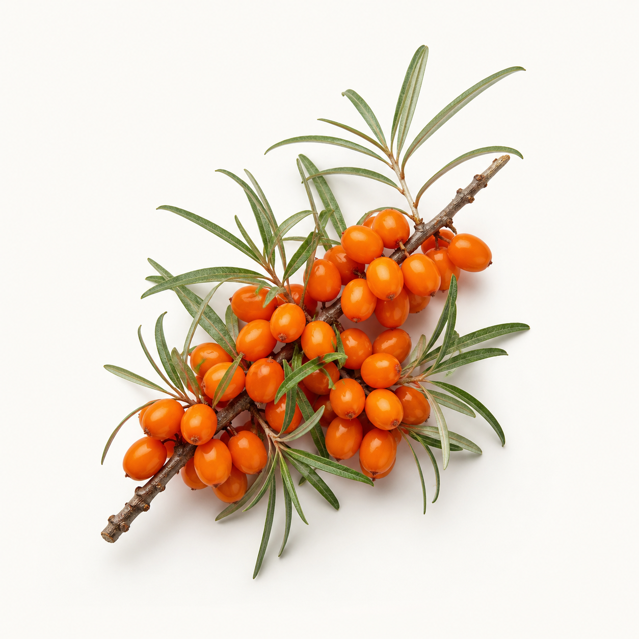 Sea Buckthorn Oil ingredient illustration