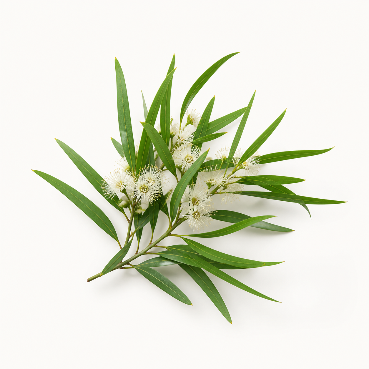 Tea Tree Oil ingredient illustration